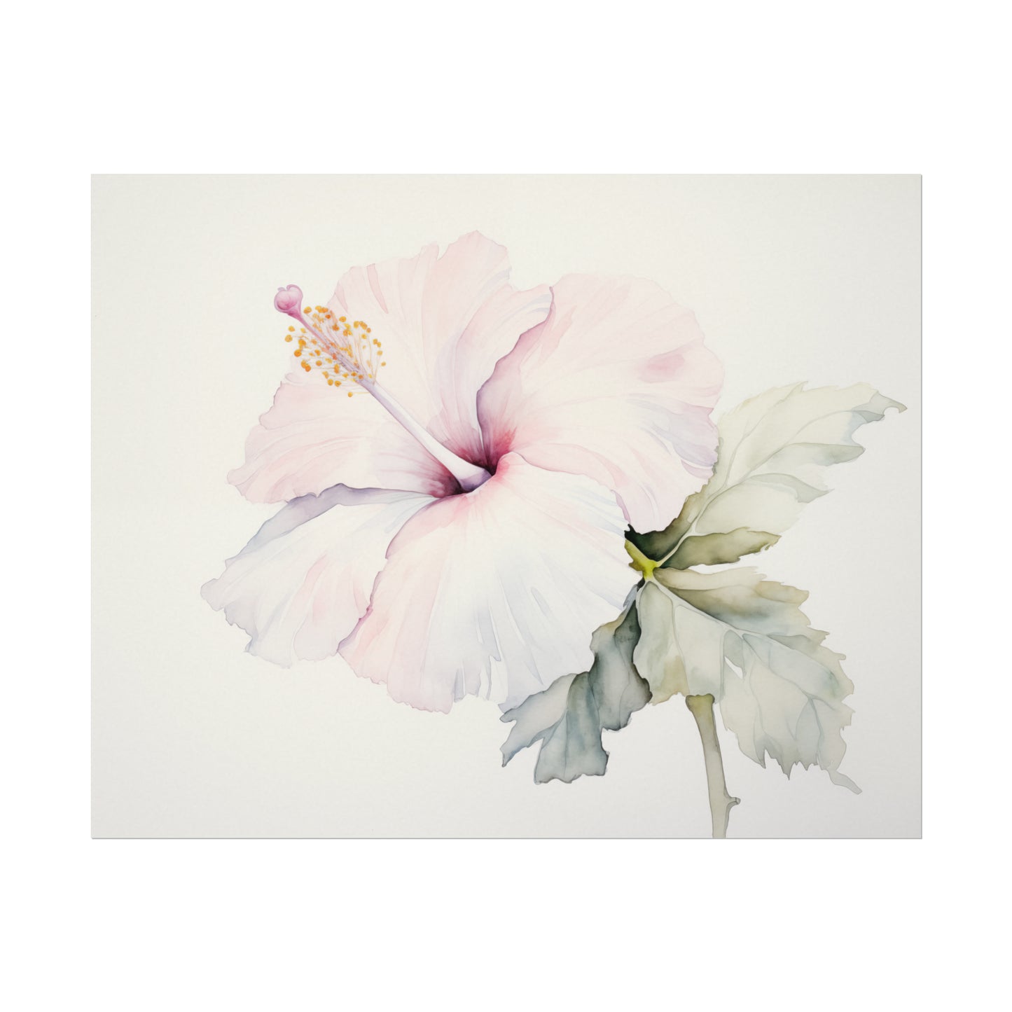 Blush of Hibiscus Watercolor
