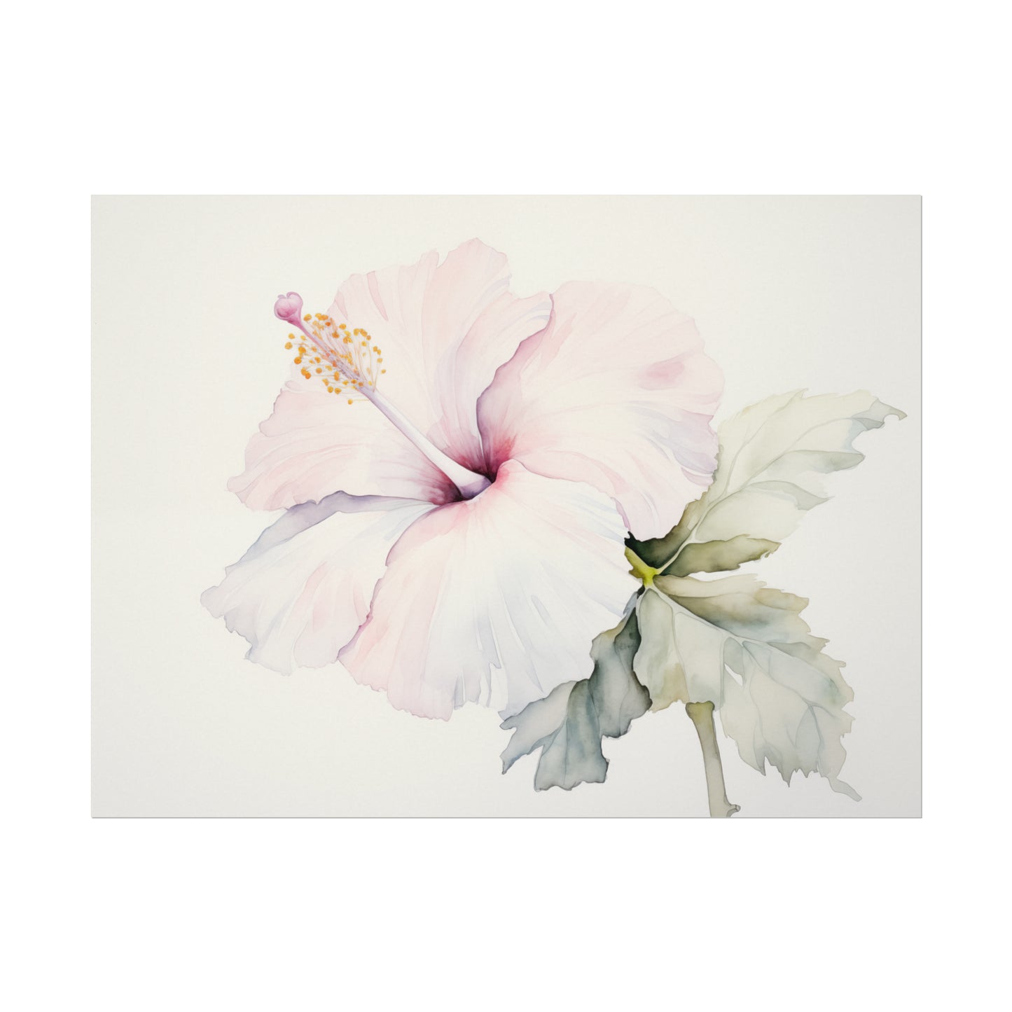 Blush of Hibiscus Watercolor